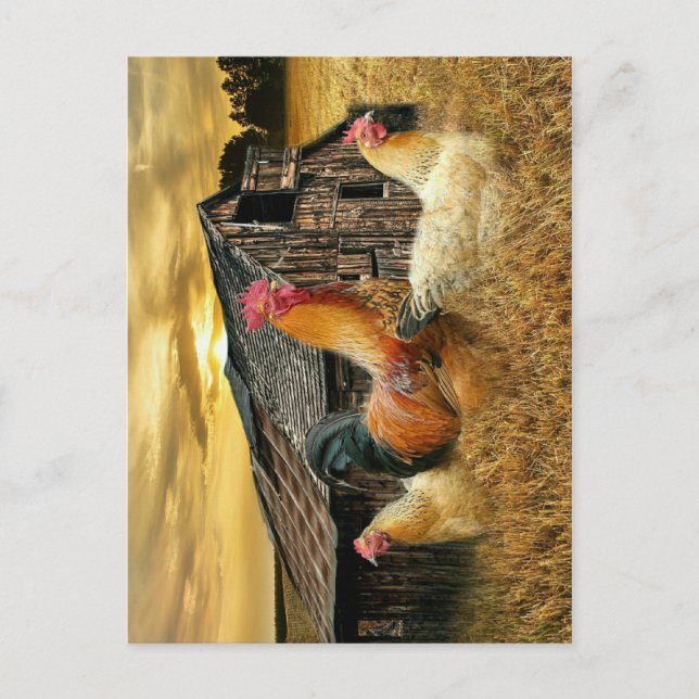 Postal Rooster Hens Rustic Barn Coop (Anverso)