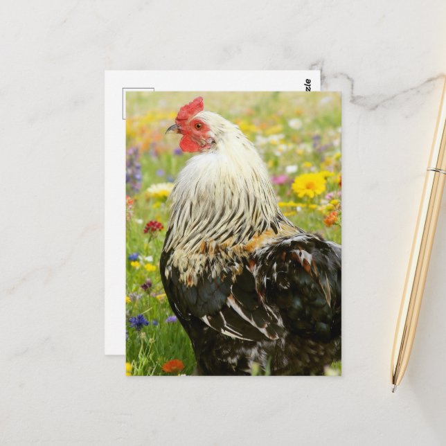 Postal Rooster in a Flower Meadow (Anverso/Reverso In Situ)