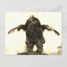 Postal Rooster Man -
