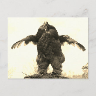 Postal Rooster Man -