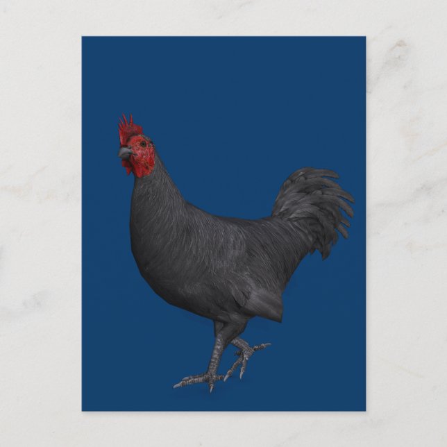 Postal Rooster negro (Anverso)