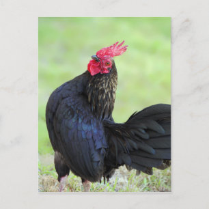 Postal Rooster negro