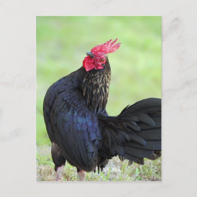Postal Rooster negro (Anverso)