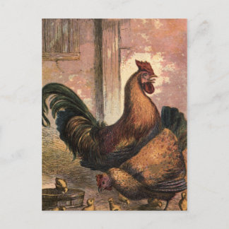 Postal Rooster Rojo, Hen Marrón y chichas bebé en la paja