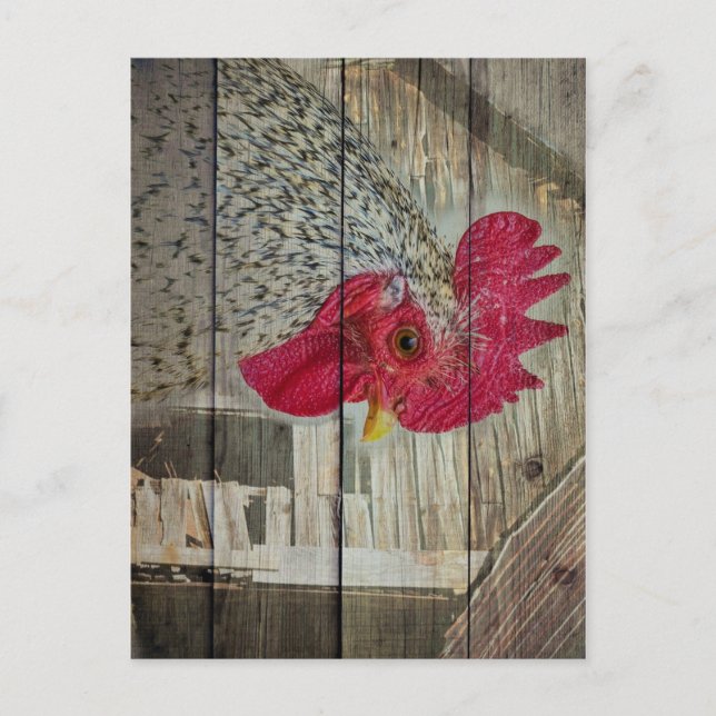 Postal Rooster Rustic Chicken Coop Barn Board (Anverso)