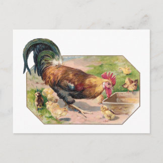 Postal Rooster y chichas