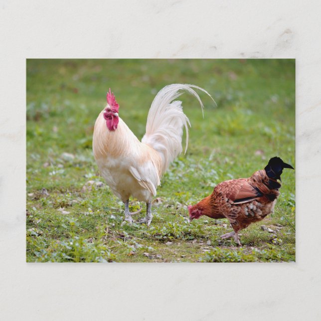 Postal Rooster y hen