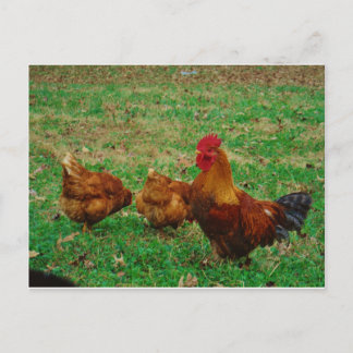 Postal Rooster y sus pollos