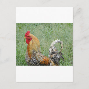 Postal Roosters
