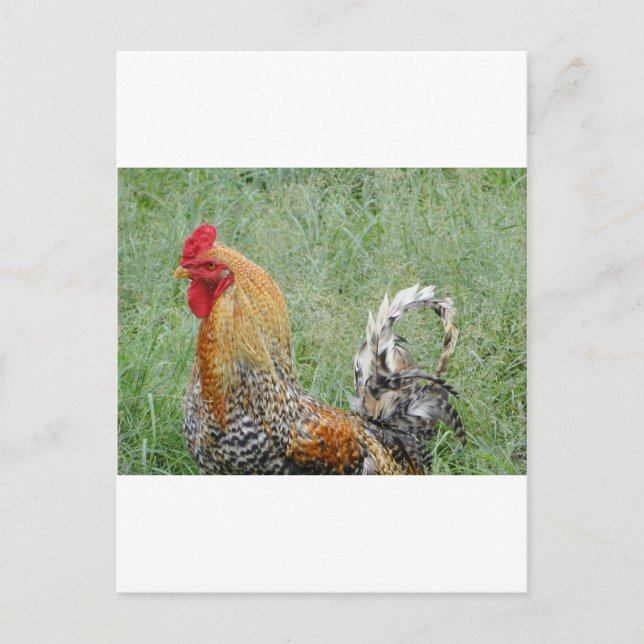 Postal Roosters (Anverso)