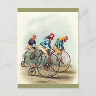 Postal Roosters