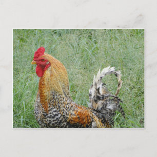 Postal Roosters