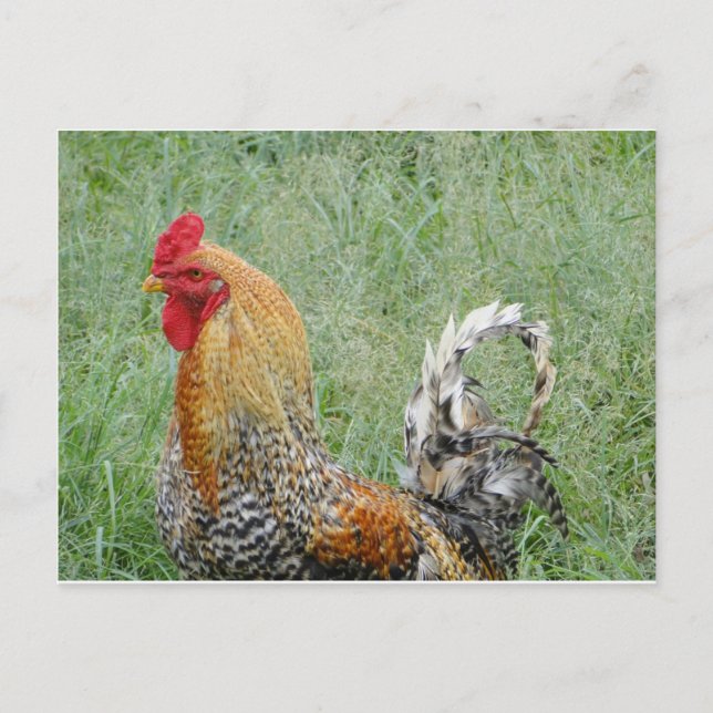 Postal Roosters (Anverso)