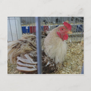Postal Roosting Hen