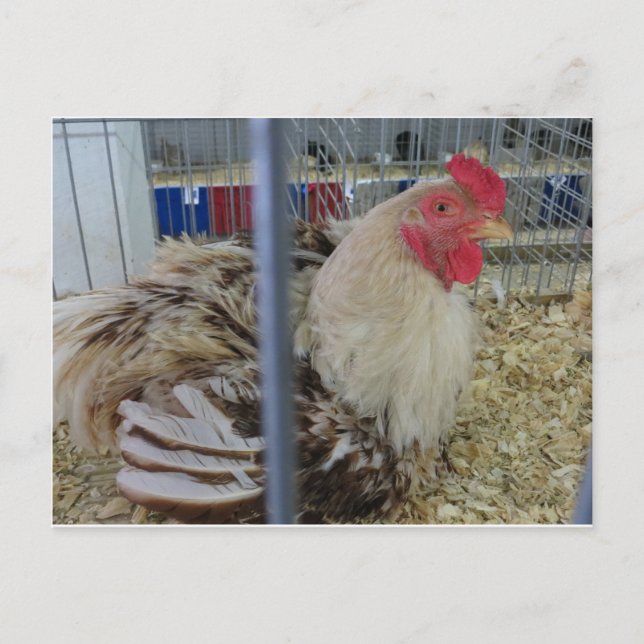 Postal Roosting Hen (Anverso)