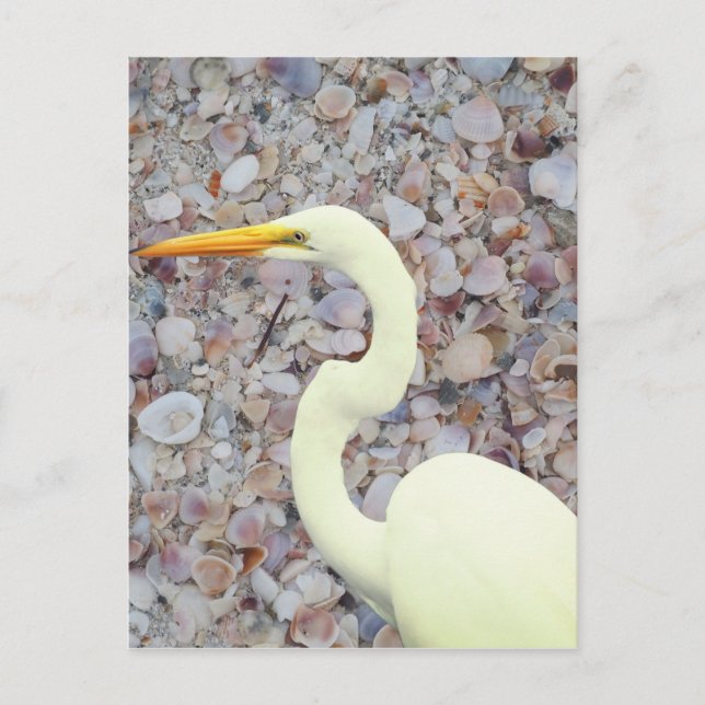 Postal Ropa blanca (Anverso)