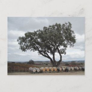 Postal Ropa con barricas de vino, robles Doce