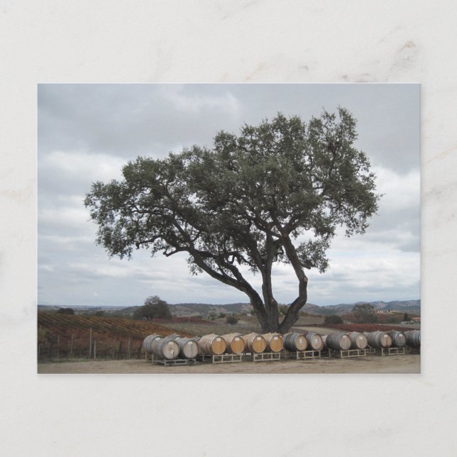 Postal Ropa con barricas de vino, robles Doce (Anverso)