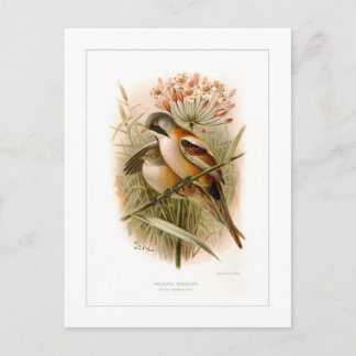 Postal Ropa de barba