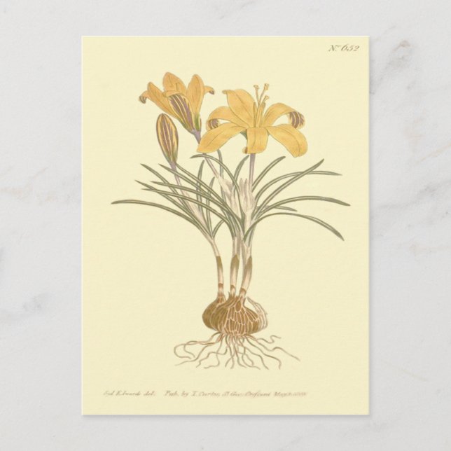 Postal Ropa de Ilustracion de Crocus de oro (Anverso)