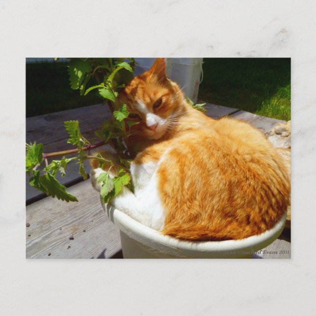 Postal Ropa en una olla (Anverso)