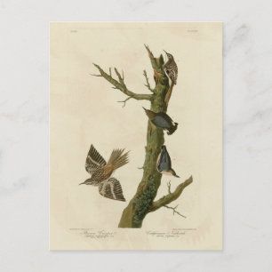 Postal Ropa marrón, nuthatch pigmeo de los pájaros de Aud