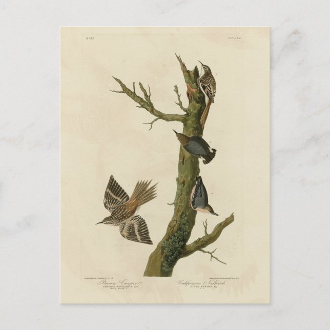 Postal Ropa marrón, nuthatch pigmeo de los pájaros de Aud (Anverso)