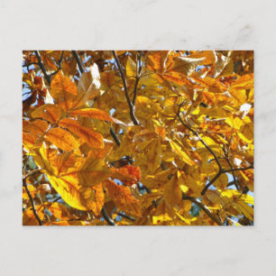 Postal Ropa Regalos Coleccionables Hojas de Otoño Doradas