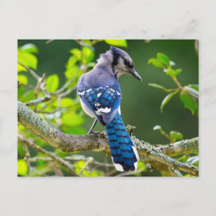Postal Ropa y regalos de fotografía de la naturaleza del