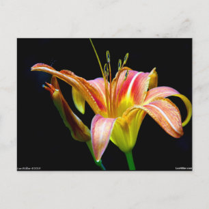 Postal Ropa y regalos Lovely Tawny Daylily II