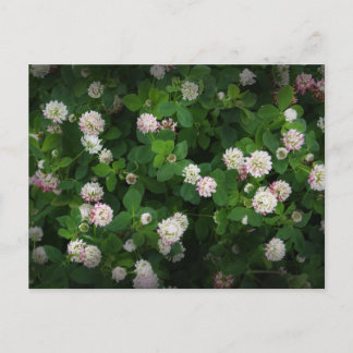 Postal Ropas irlandesas 4 hojas de hoja Día del Santo Pat