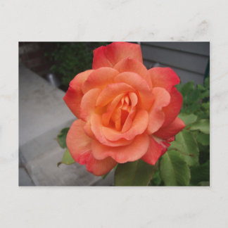 Postal Rosa