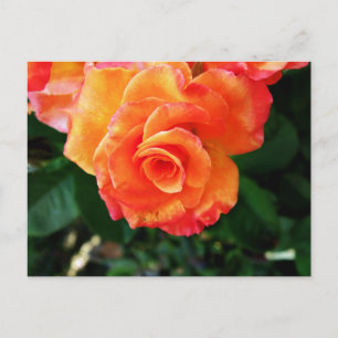 Postal Rosa