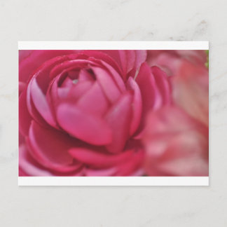 Postal Rosa