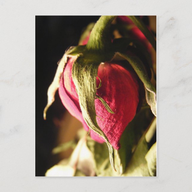 Postal rosa (Anverso)