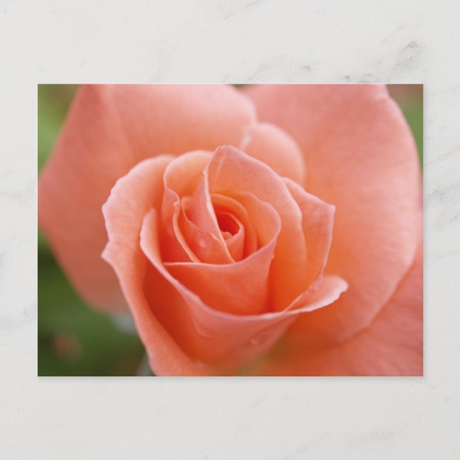 Postal Rosa (Anverso)