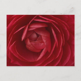 Postal Rosa