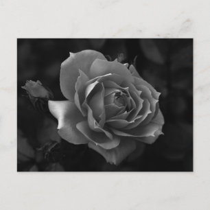 Postal Rosa