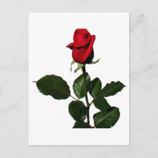 POSTAL ROSA