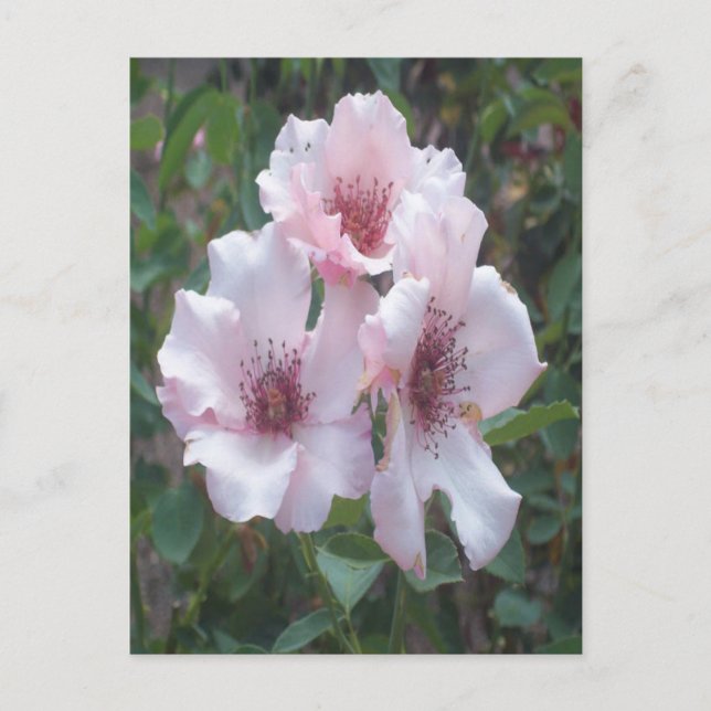 Postal rosa (Anverso)
