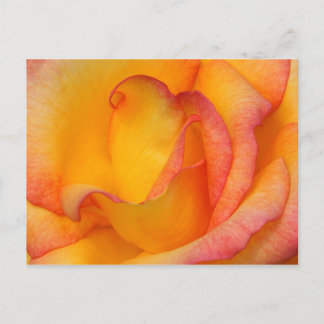 Postal Rosa