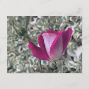 Postal Rosa