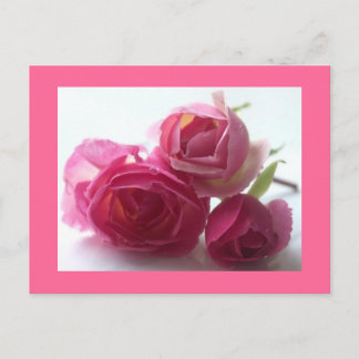 Postal Rosa