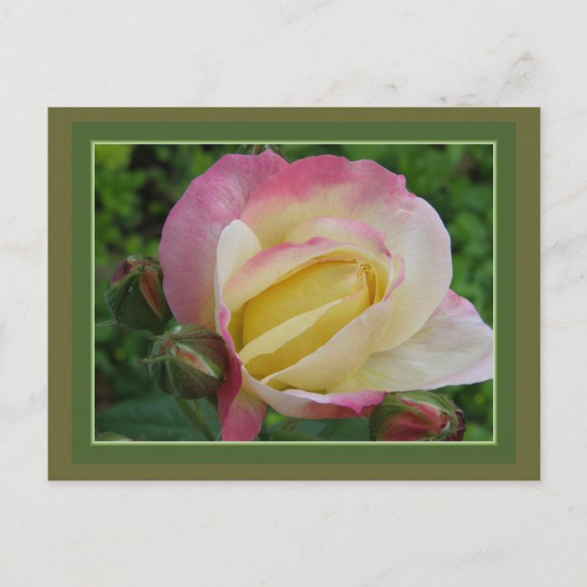 Postal Rosa (Anverso)