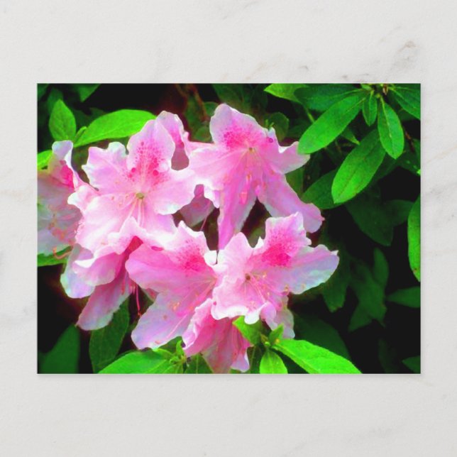 Postal Rosa (Anverso)