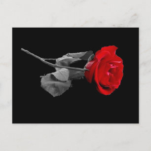 Postal Rosa