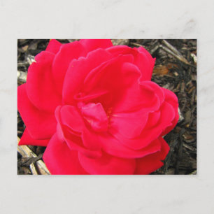 Postal Rosa