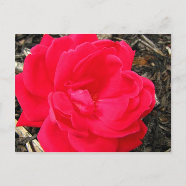 Postal Rosa (Anverso)