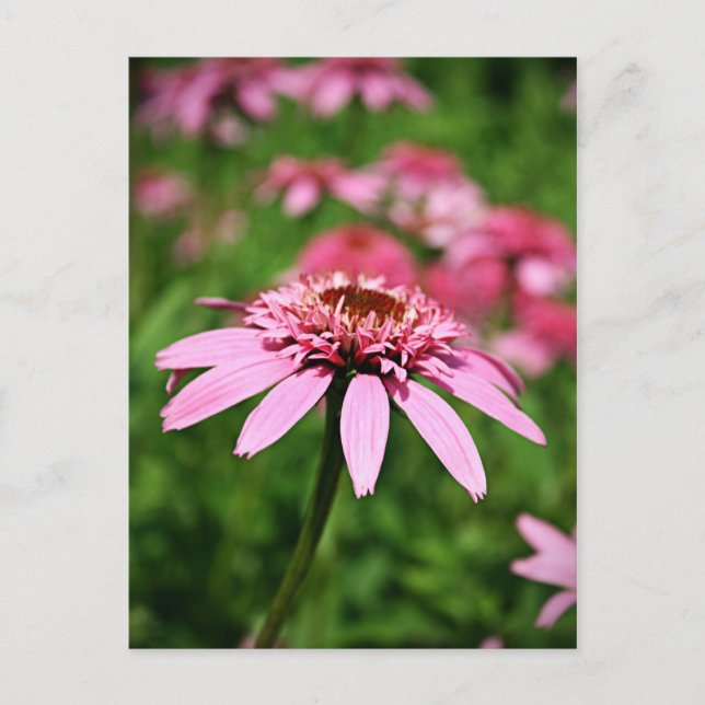 Postal Rosa (Anverso)