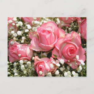 Postal rosa